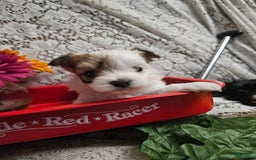 Yorkshire Terrier dogs for sale: Romeo - Image 10