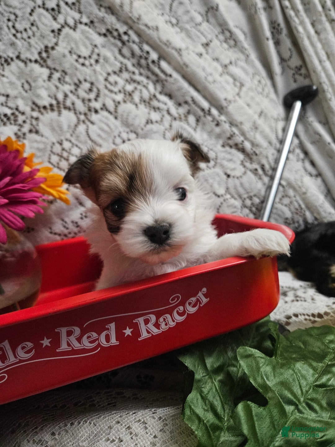 Yorkshire Terrier dogs for sale: Romeo - Image 10