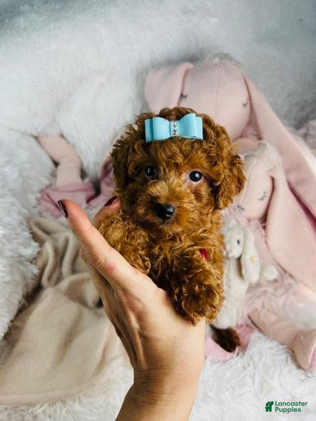 Toy Poodle dogs for sale: Ponzu - Image 1