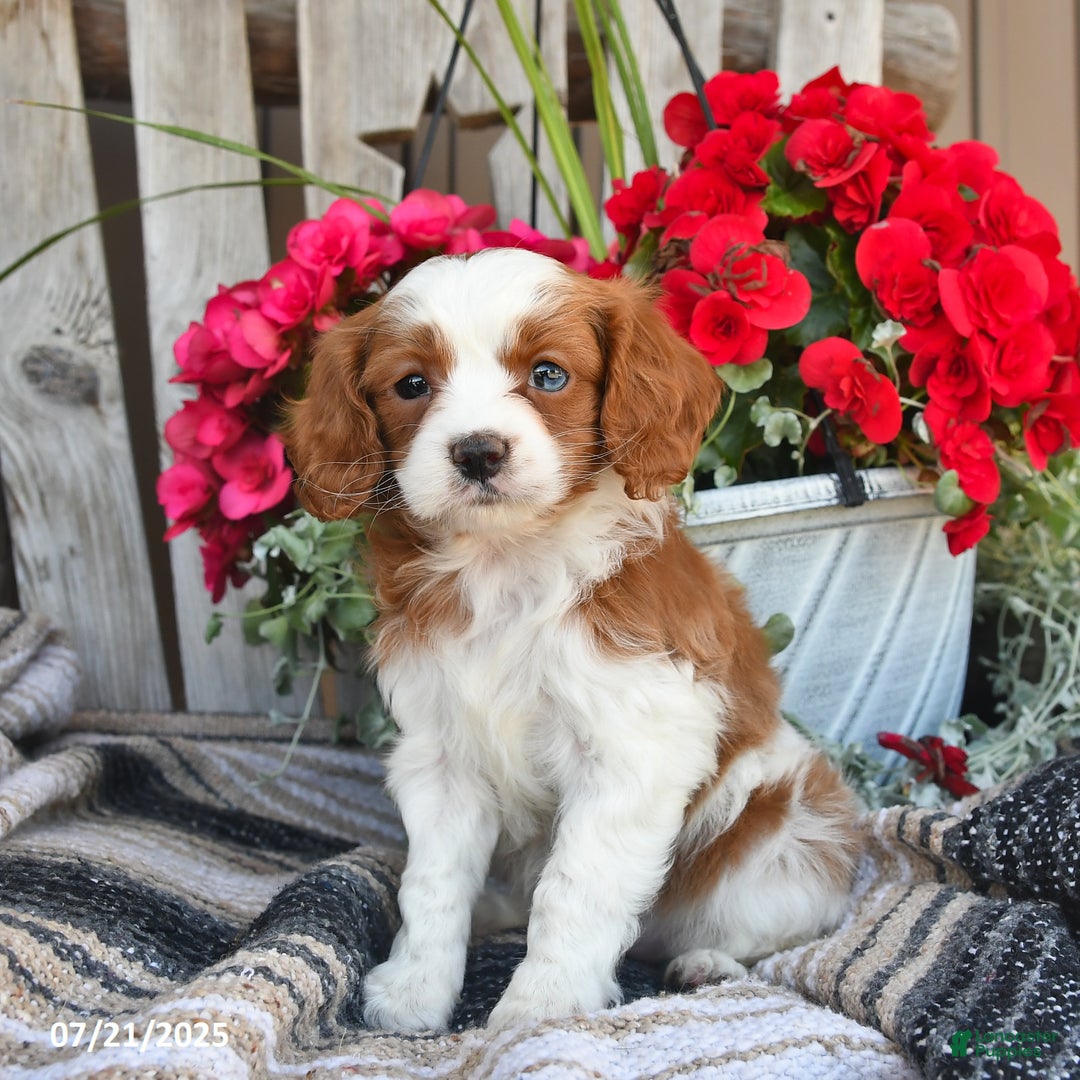 Cavapoo dogs for sale: Candy - Image 2