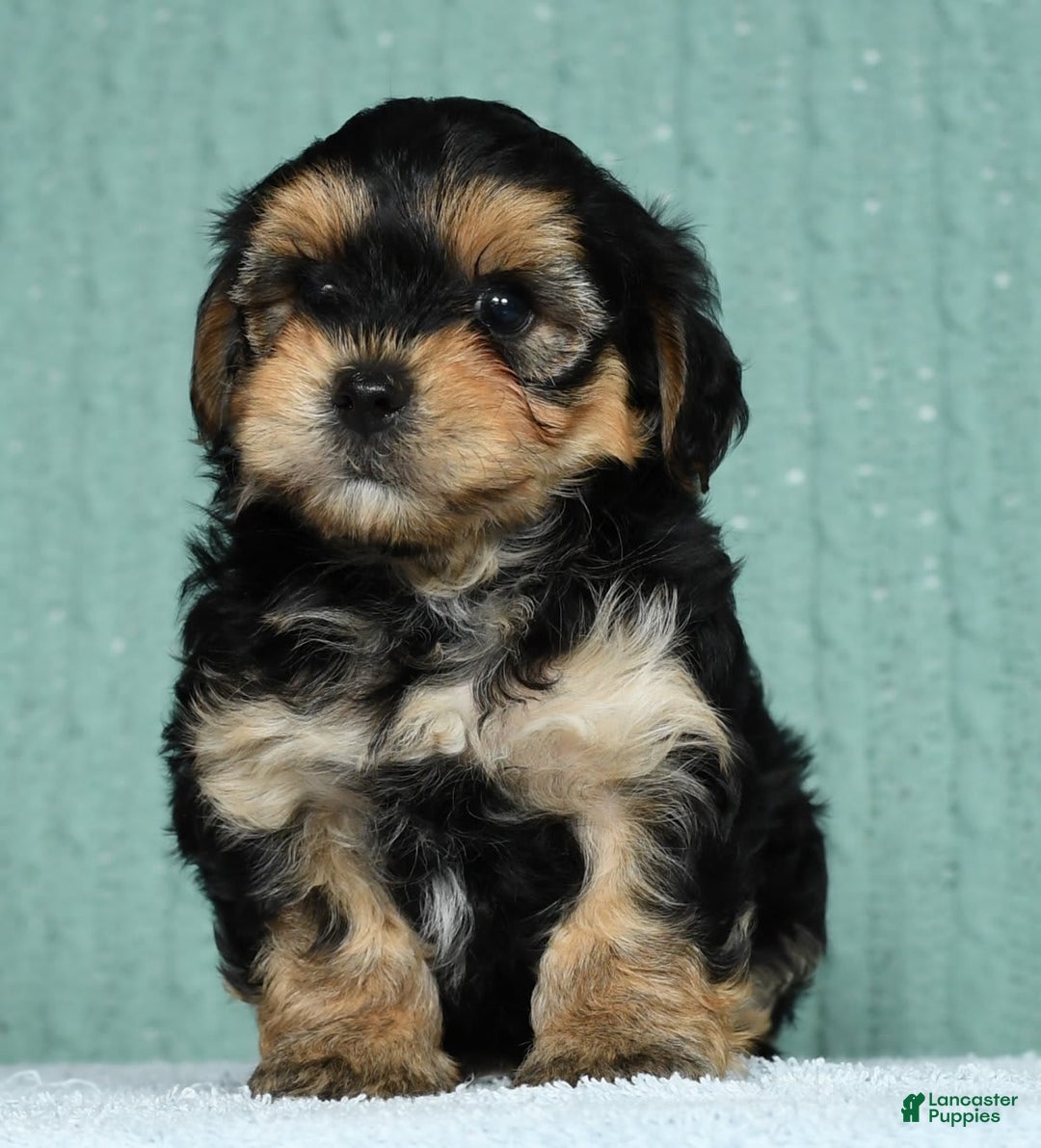 Yorkiepoo dogs for sale: Benji - Image 4
