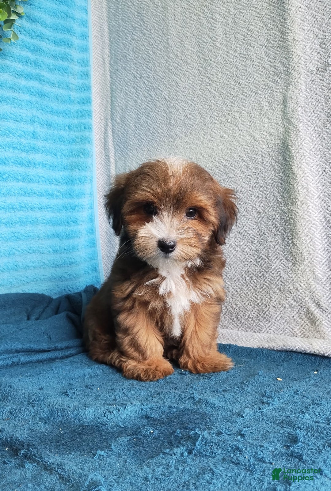 Havanese dogs for sale: Shadow - Image 8