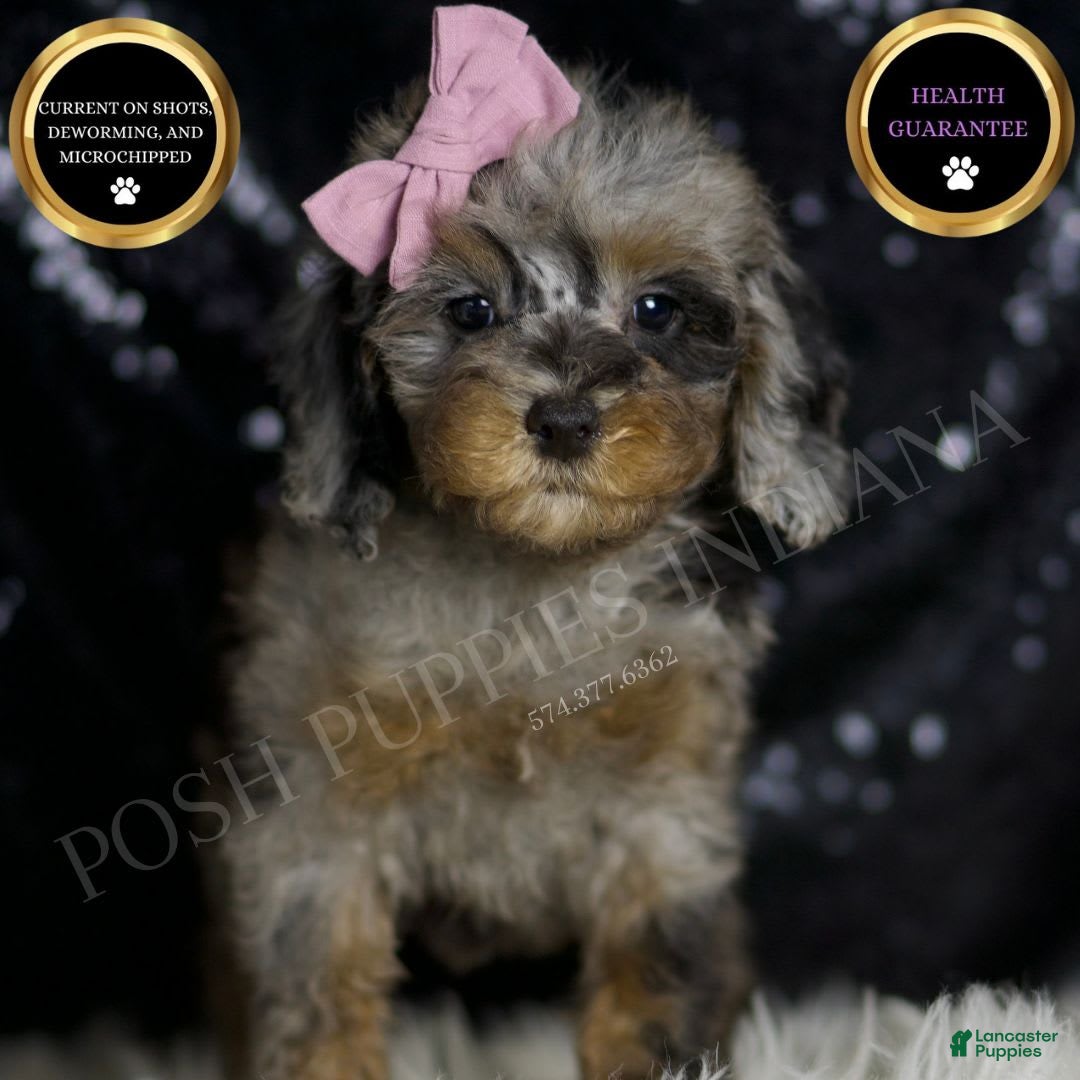 Miniature Poodle dogs for sale: Janet - Image 1