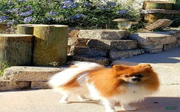 Pomeranian dogs for sale: Merle - Image 5