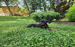 Doberman Pinscher dogs for sale: Dexter - Image 3