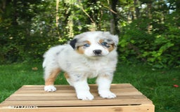 Australian Shepherd dogs for sale: Ava - Image 4