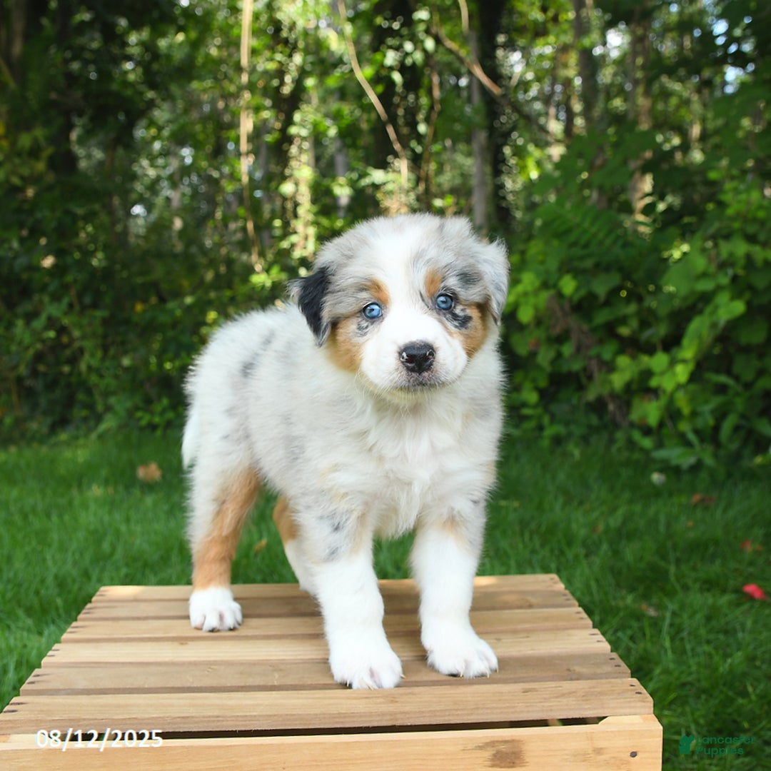 Australian Shepherd dogs for sale: Ava - Image 4