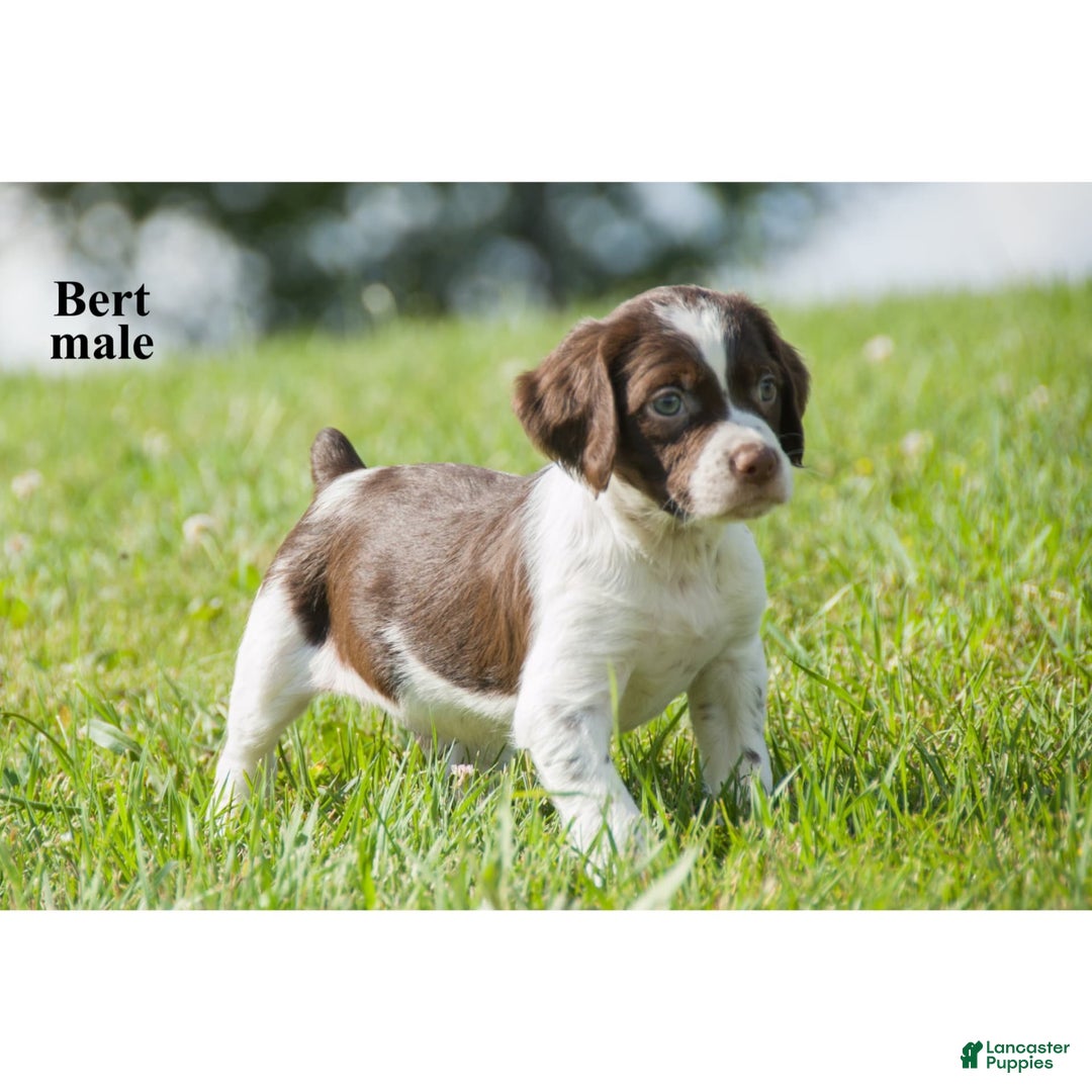 Brittany Spaniel dogs for sale: Bert - Image 2