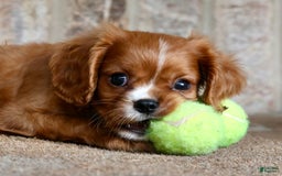 Cavalier King Charles Spaniel dogs for sale: Louie - Image 14