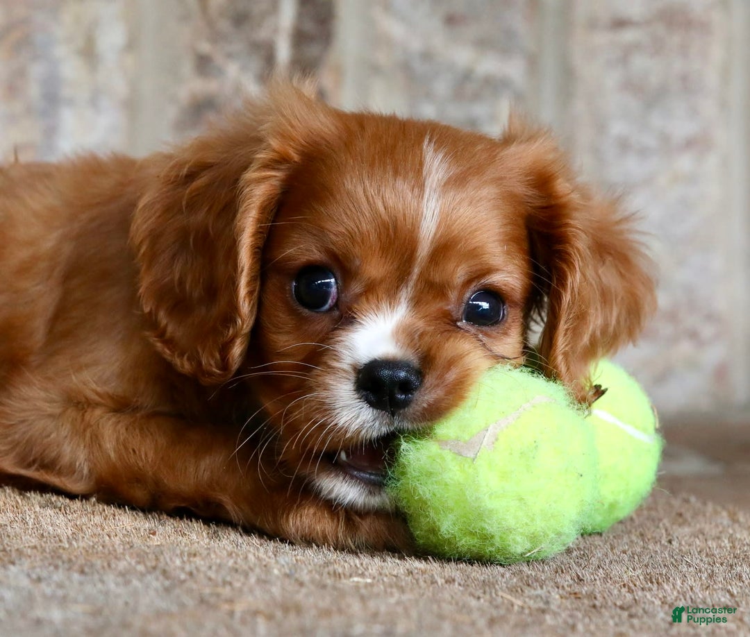 Cavalier King Charles Spaniel dogs for sale: Louie - Image 14