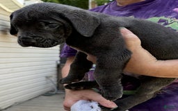 Cane Corso dogs for sale: Chucky - Image 1