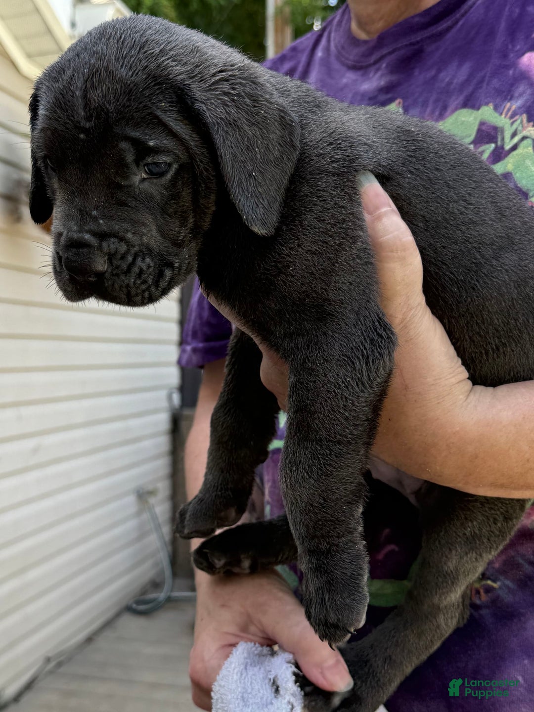 Cane Corso dogs for sale: Chucky - Image 1