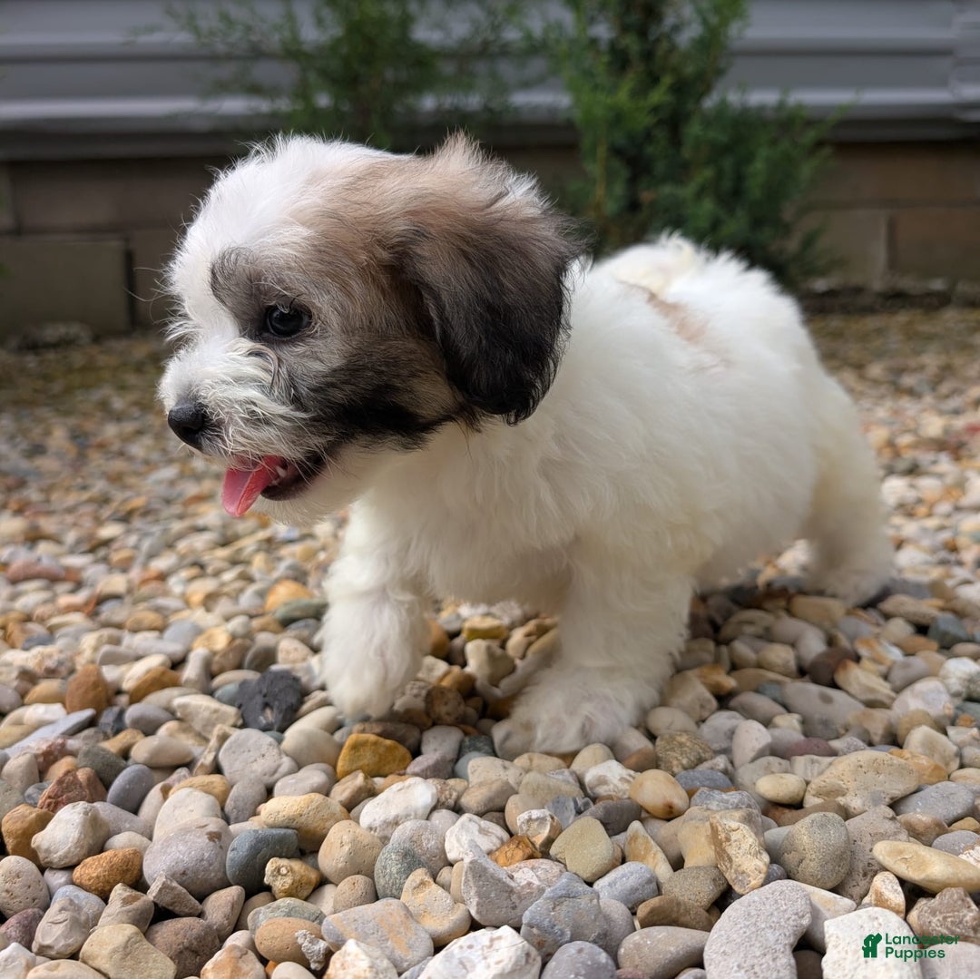 Teddy Bear dogs for sale: Cloud - Image 10