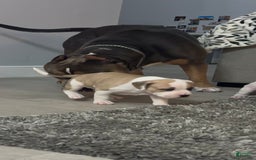 American Bully dogs for sale: Titan - Image 4