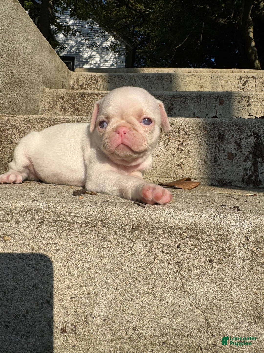 Pug dogs for sale: Luna - Image 1