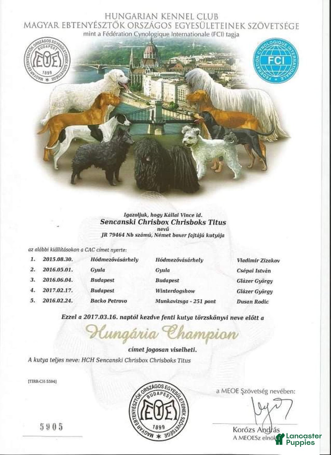 Boxer dogs for sale: Brady European Boxer health tested - Listing for pets: Beautiful European Health Tested Parents, Brady European Boxer health tested, Cream De Coco, Lilly European - Image 12