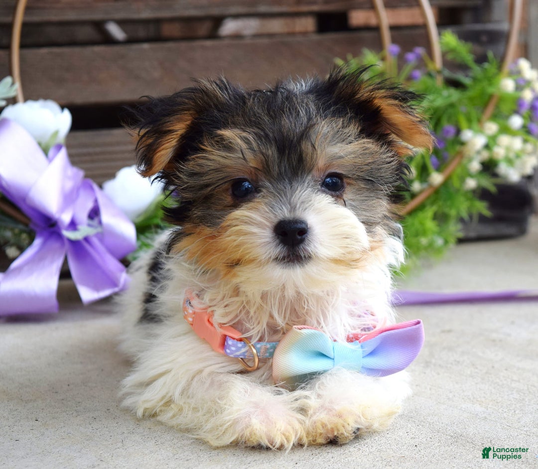 Yorkshire Terrier dogs for sale: Piper - Image 2