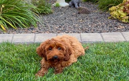 Cockapoo dogs for sale: Shellie - Image 6