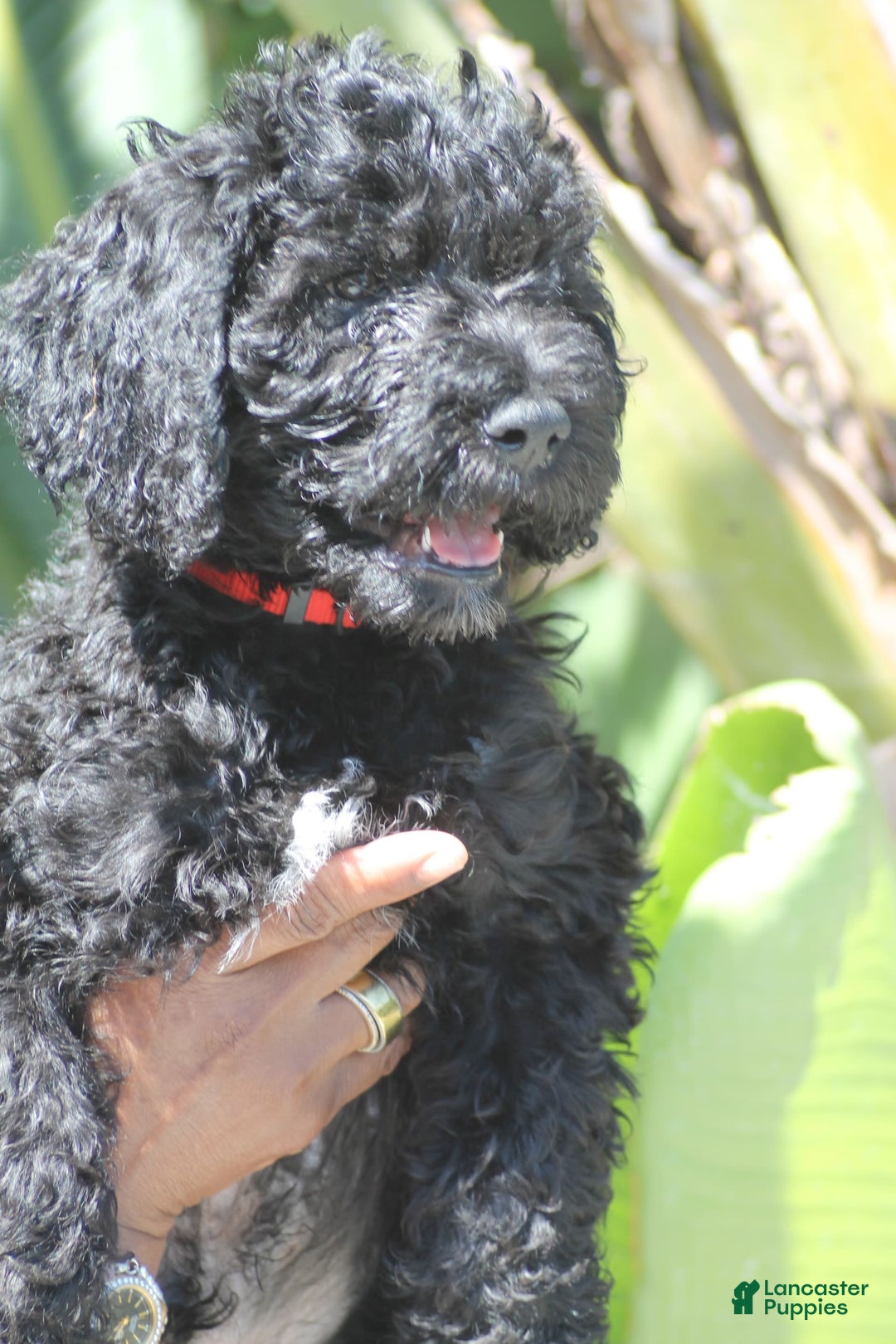 Portuguese Water Dog dogs for sale: Portuguese Water Dog 6 puppies - Image 1