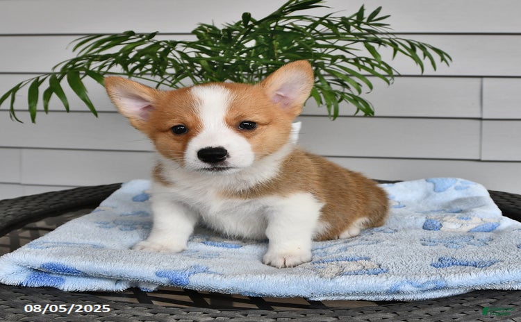 Welsh Corgi Pembroke dogs for sale - Ad 2