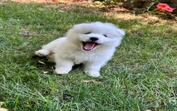 Samoyed dogs for sale: Jacque - Image 2