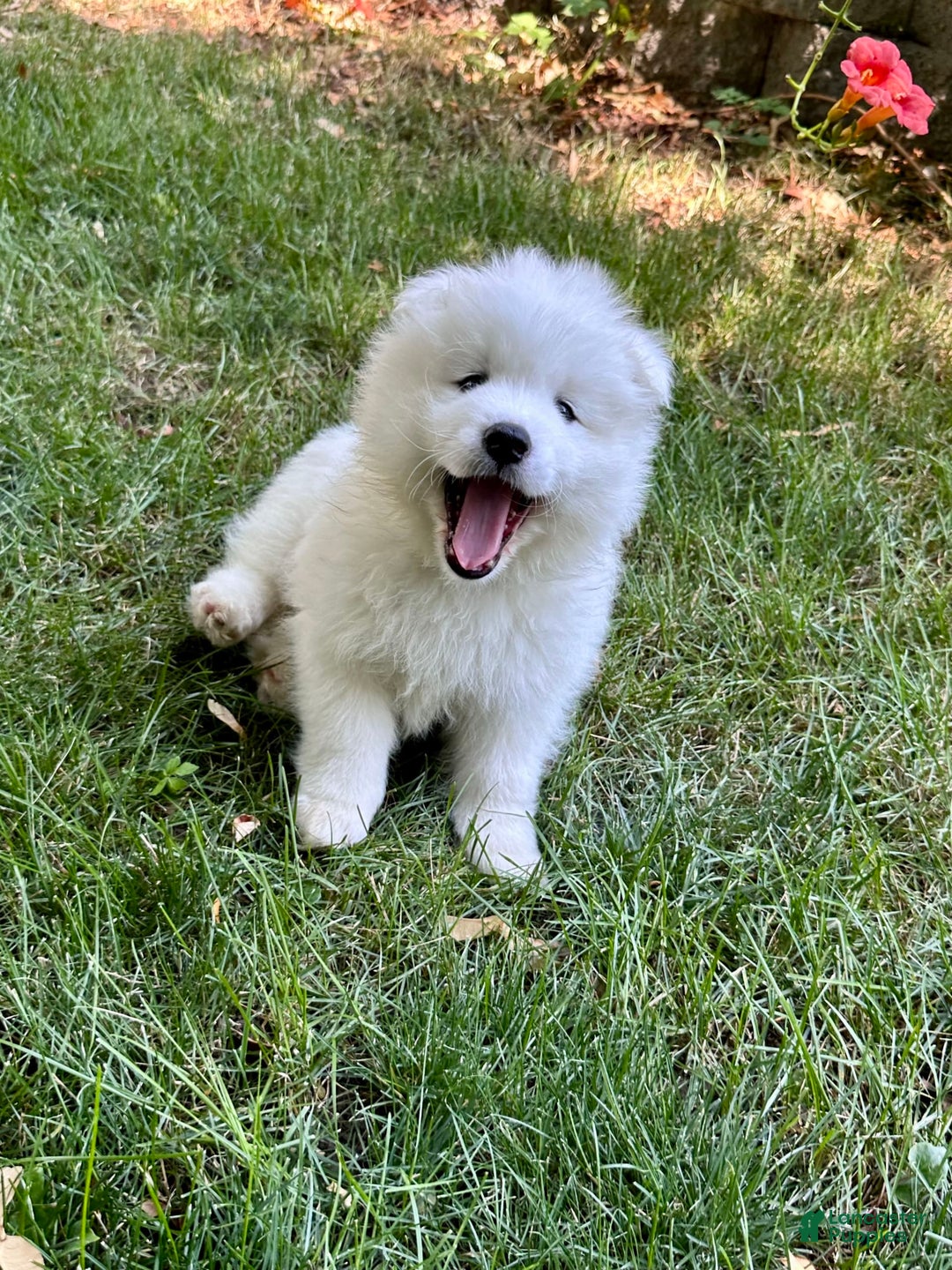 Samoyed dogs for sale: Jacque - Image 2