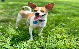Chihuahua dogs for sale: Willow - Image 10
