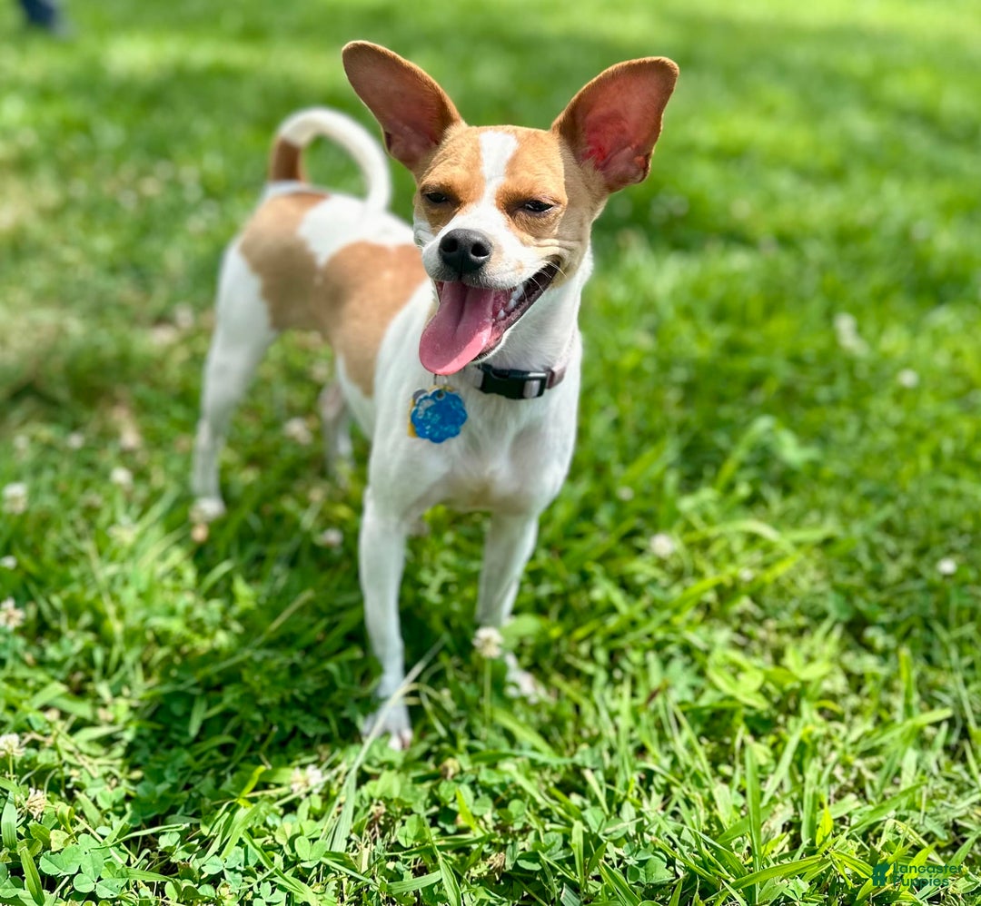 Chihuahua dogs for sale: Willow - Image 10