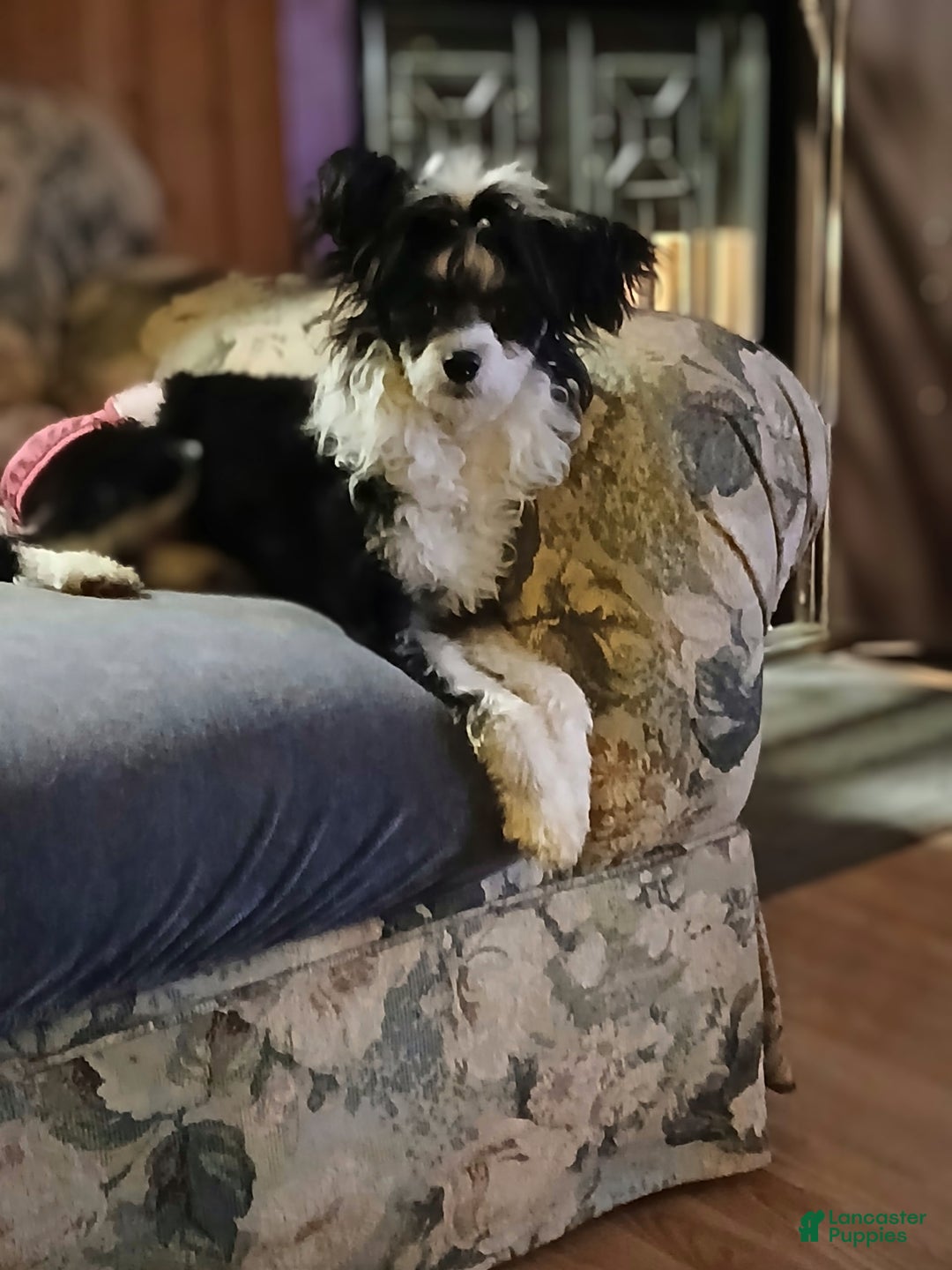 Chinese Crested dogs for sale: Chewy - Image 9