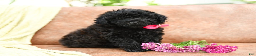 Cinder