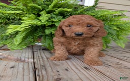 Mini Goldendoodle dogs for sale: Mini -kobe - Image 41