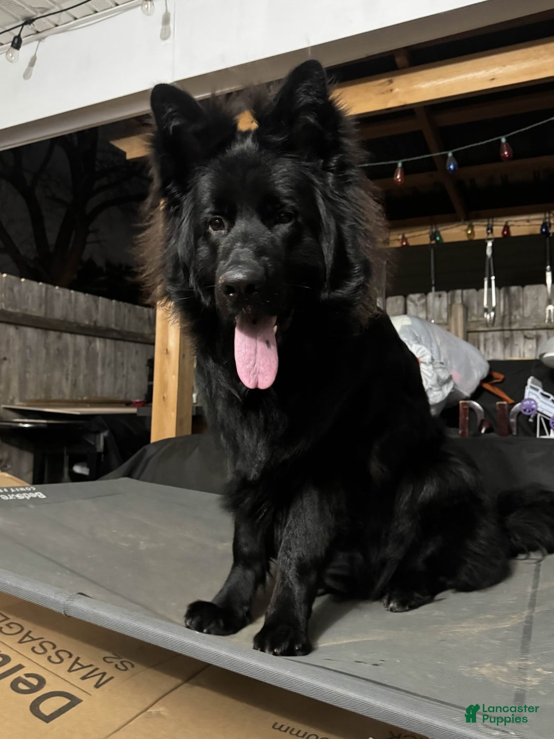 German Shepherd dogs for stud: SIMBA - Image 4