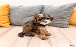 Yorkiepoo dogs for sale: Quinton - Image 2