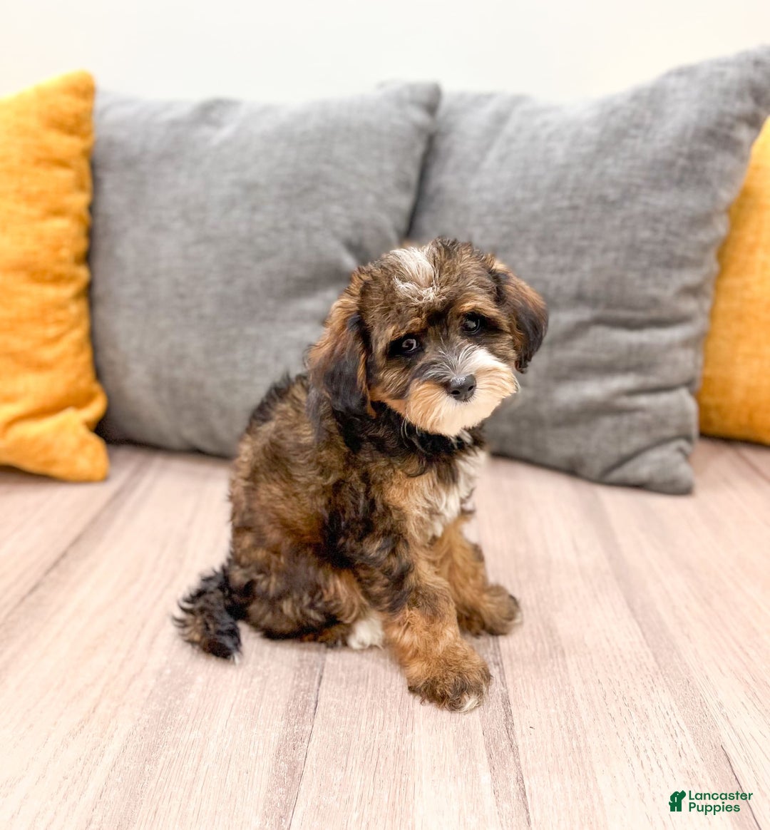 Yorkiepoo dogs for sale: Quinton - Image 2