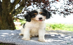 Cavapoo dogs for sale: Luna - Image 4