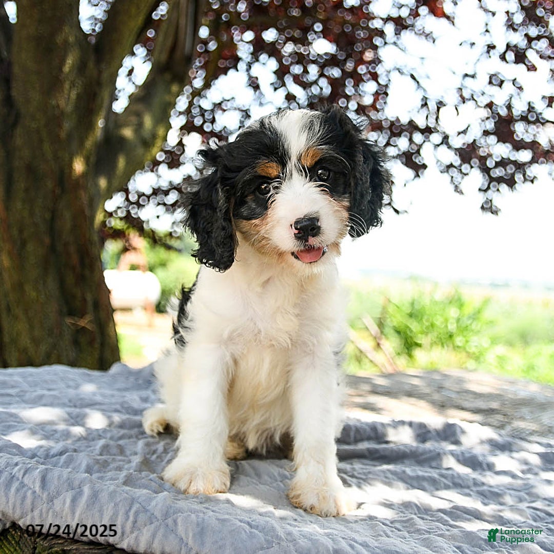 Cavapoo dogs for sale: Luna - Image 4