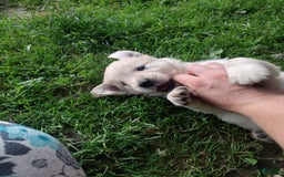 Golden Retriever dogs for sale: Pixie - Image 21
