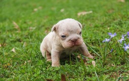 English Bulldog dogs for sale: Turbo - Image 17