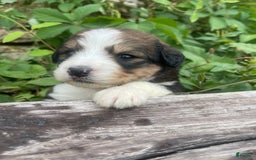 Bernedoodle dogs for sale: 🌸pink Pineapple - Image 8