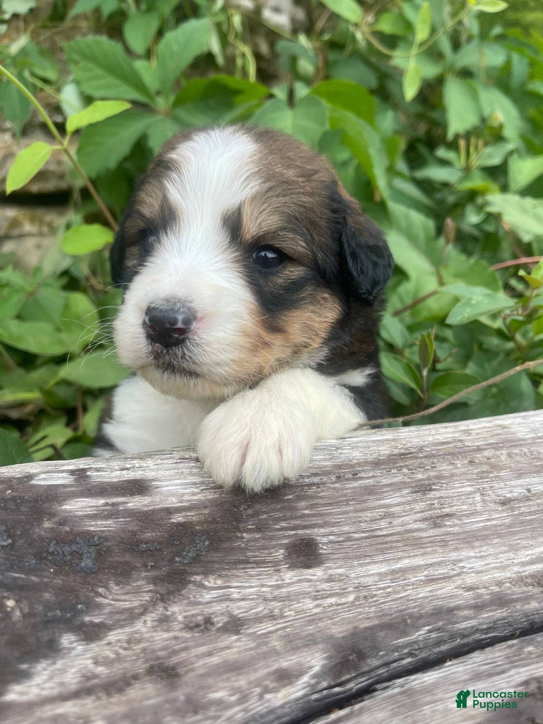 Bernedoodle dogs for sale: 🌸pink Pineapple - Image 8