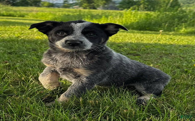 Australian Cattle Dog dogs for sale - Ad 2