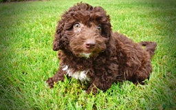 Havapoo dogs for sale: Teddy - Image 10