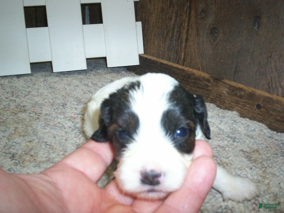 Cavapoo dogs for sale: Oliver - Image 5