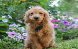  dogs for sale: Mini Goldendoodle 4 puppies - Image 8