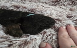 Labradoodle dogs for sale: Bluey - Image 1