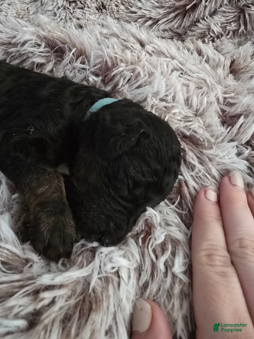Labradoodle dogs for sale: Bluey - Image 1