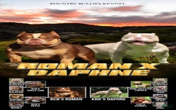 American Bully dogs for sale: Rose - Image 3