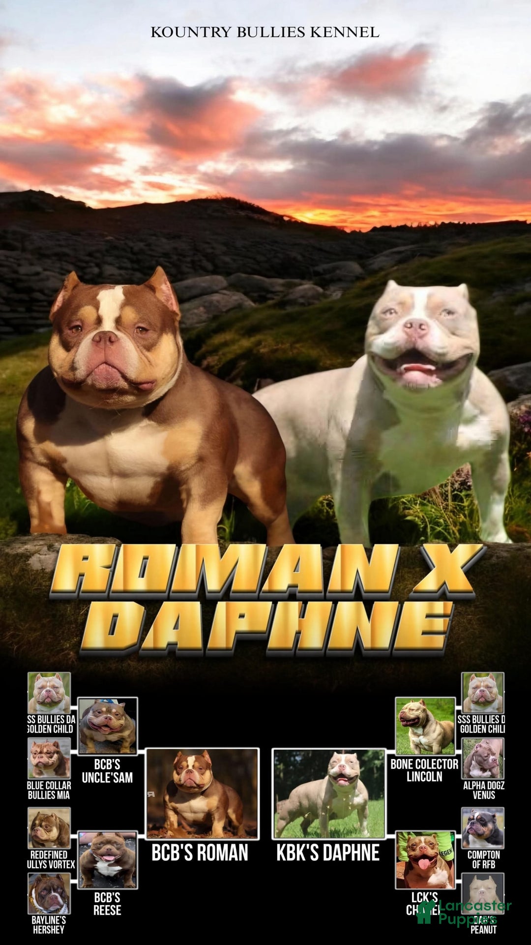 American Bully dogs for sale: Rose - Image 3