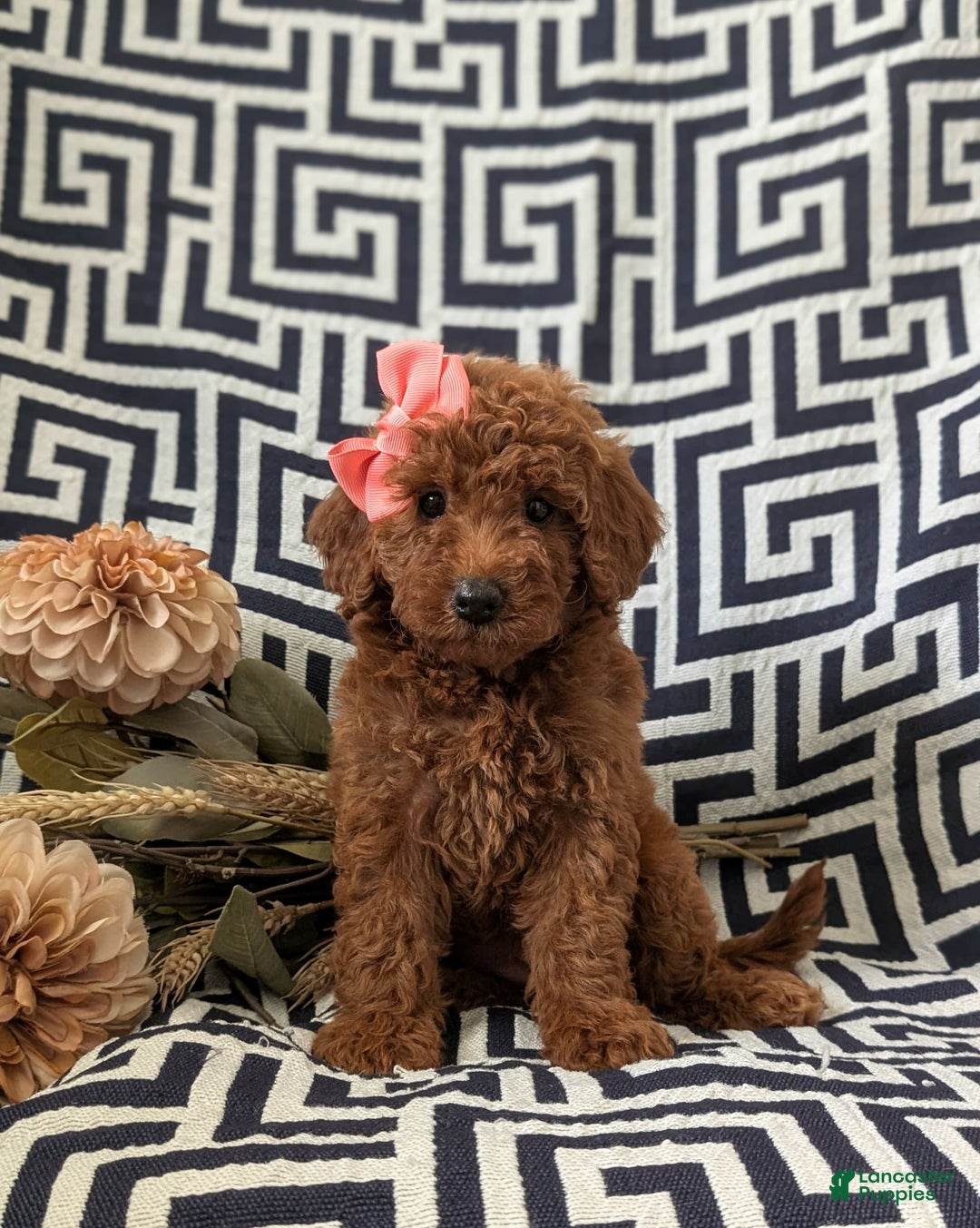 Mini Goldendoodle dogs for sale: Juliet Genetic Testing - Image 4
