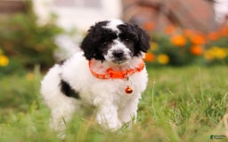Miniature Poodle dogs for sale: Oreo - Image 13